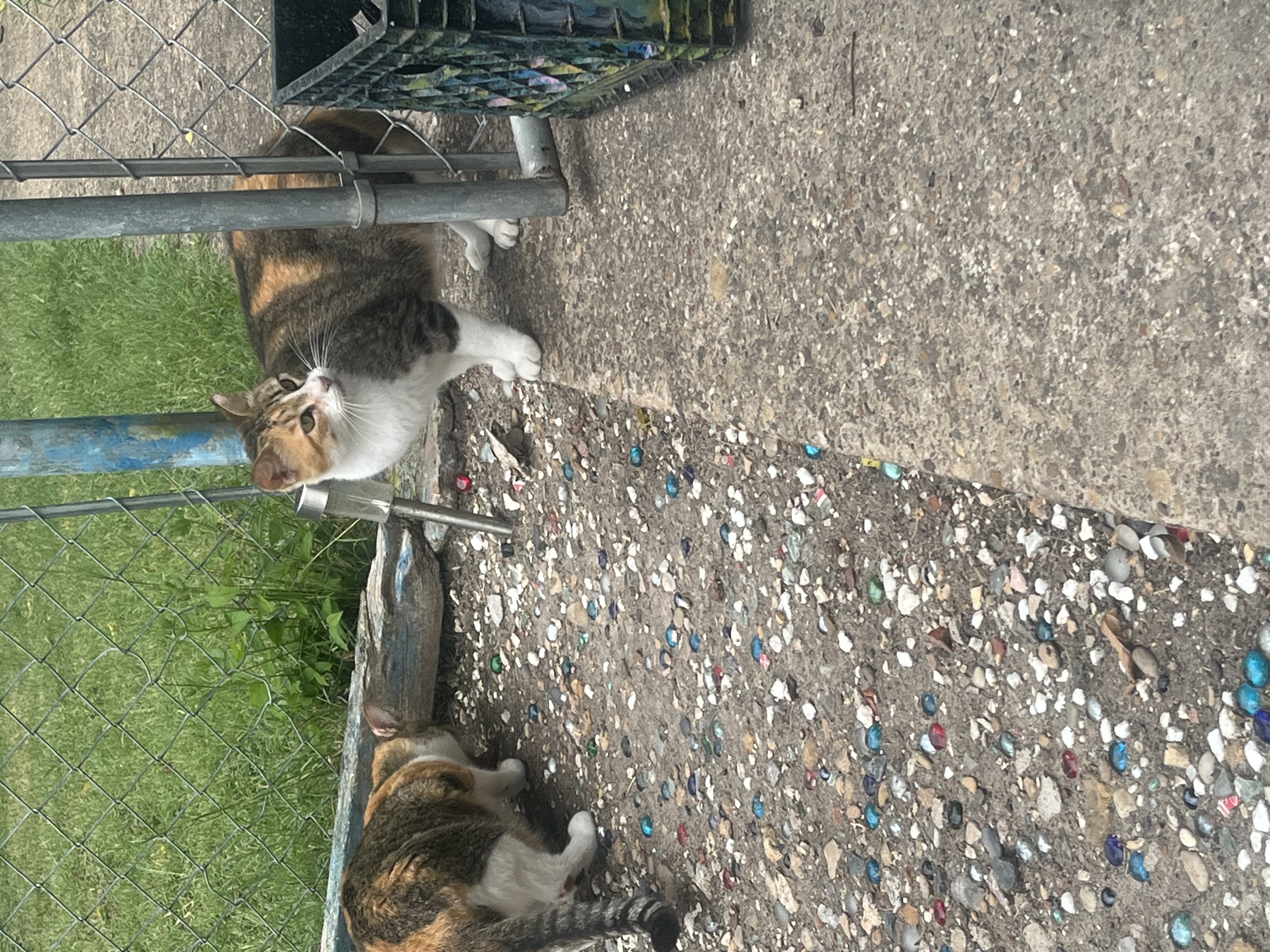 IMG_6559.jpeg
