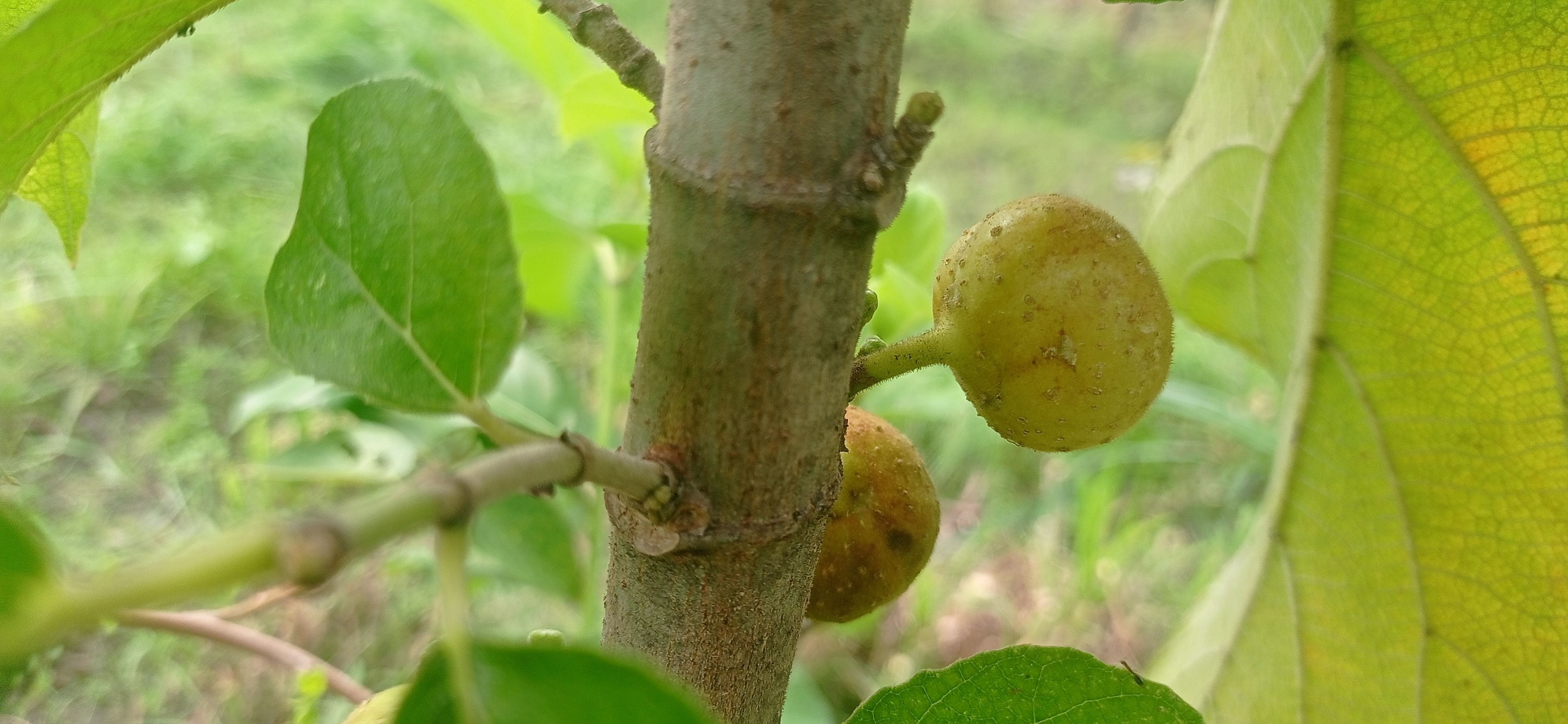 tin fruit (1).jpg