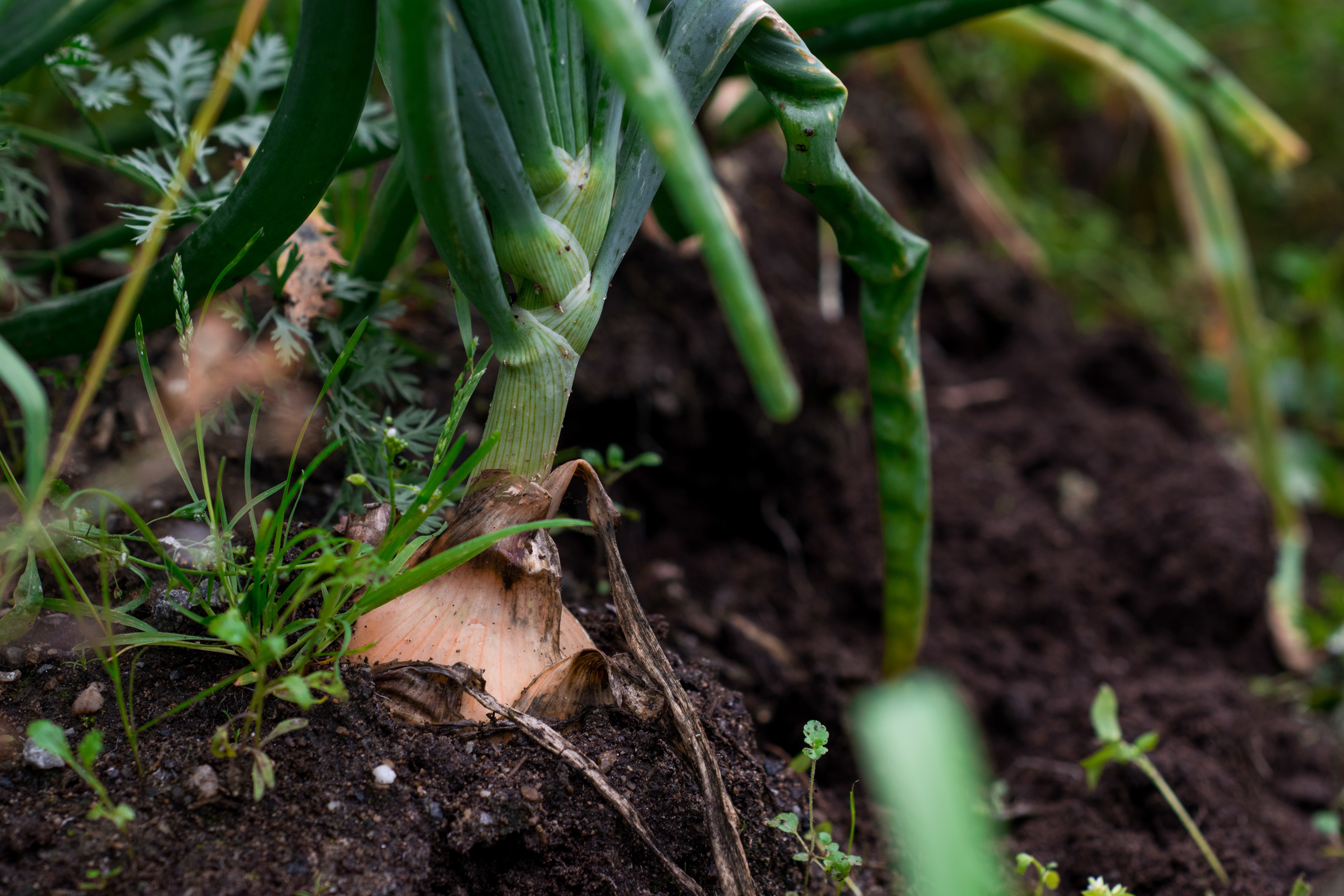 closeup-shot-garlic-plant-soil.jpg
