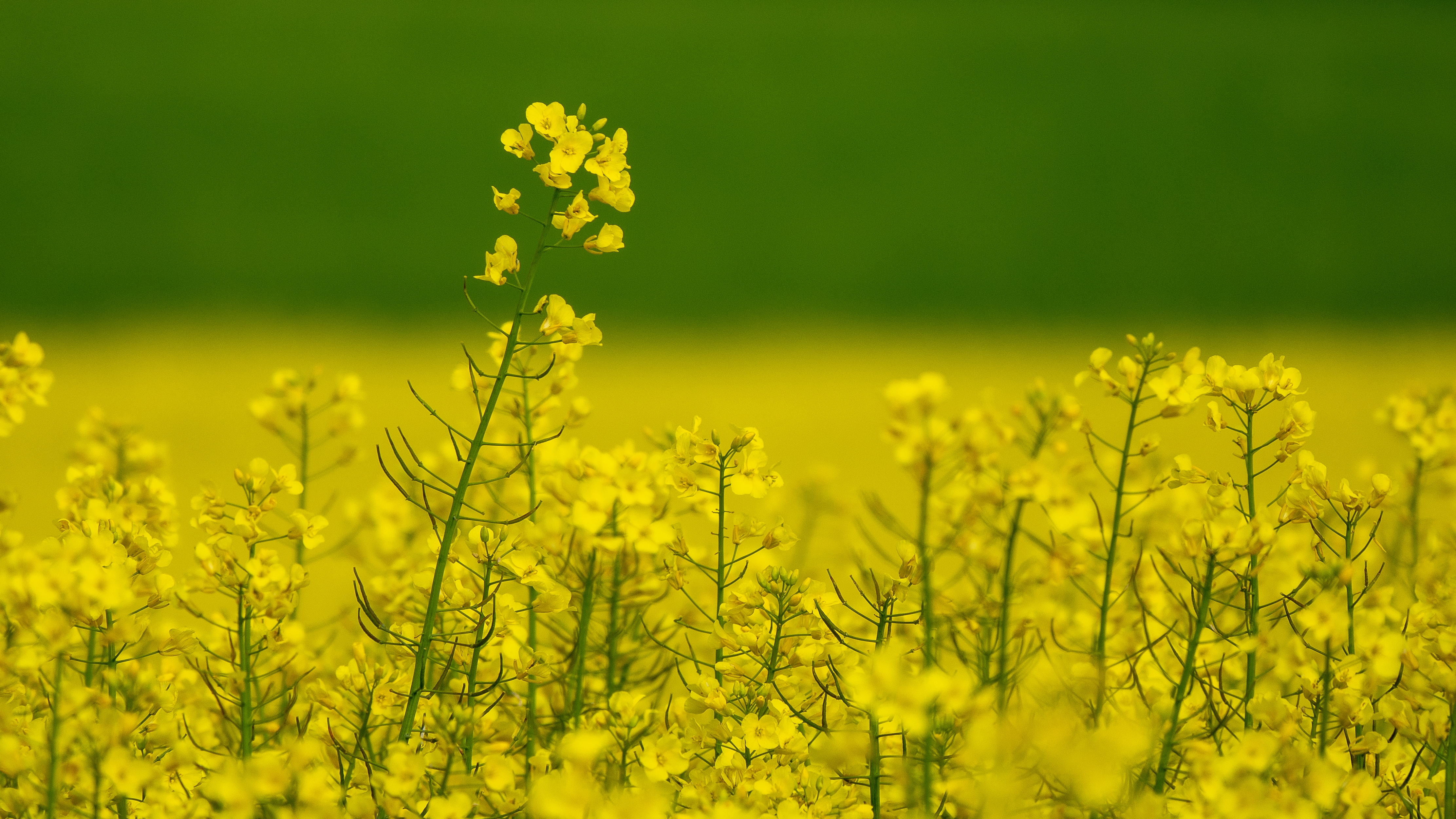 wide-angle-shot-variety-yellow-flowers-field.jpg