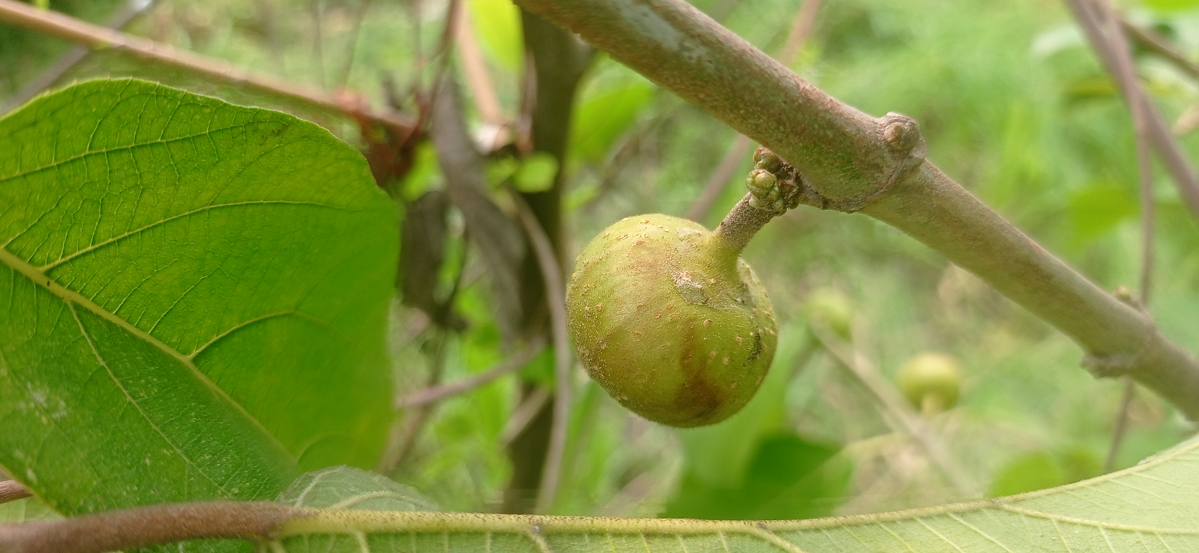tin fruit (5).jpg