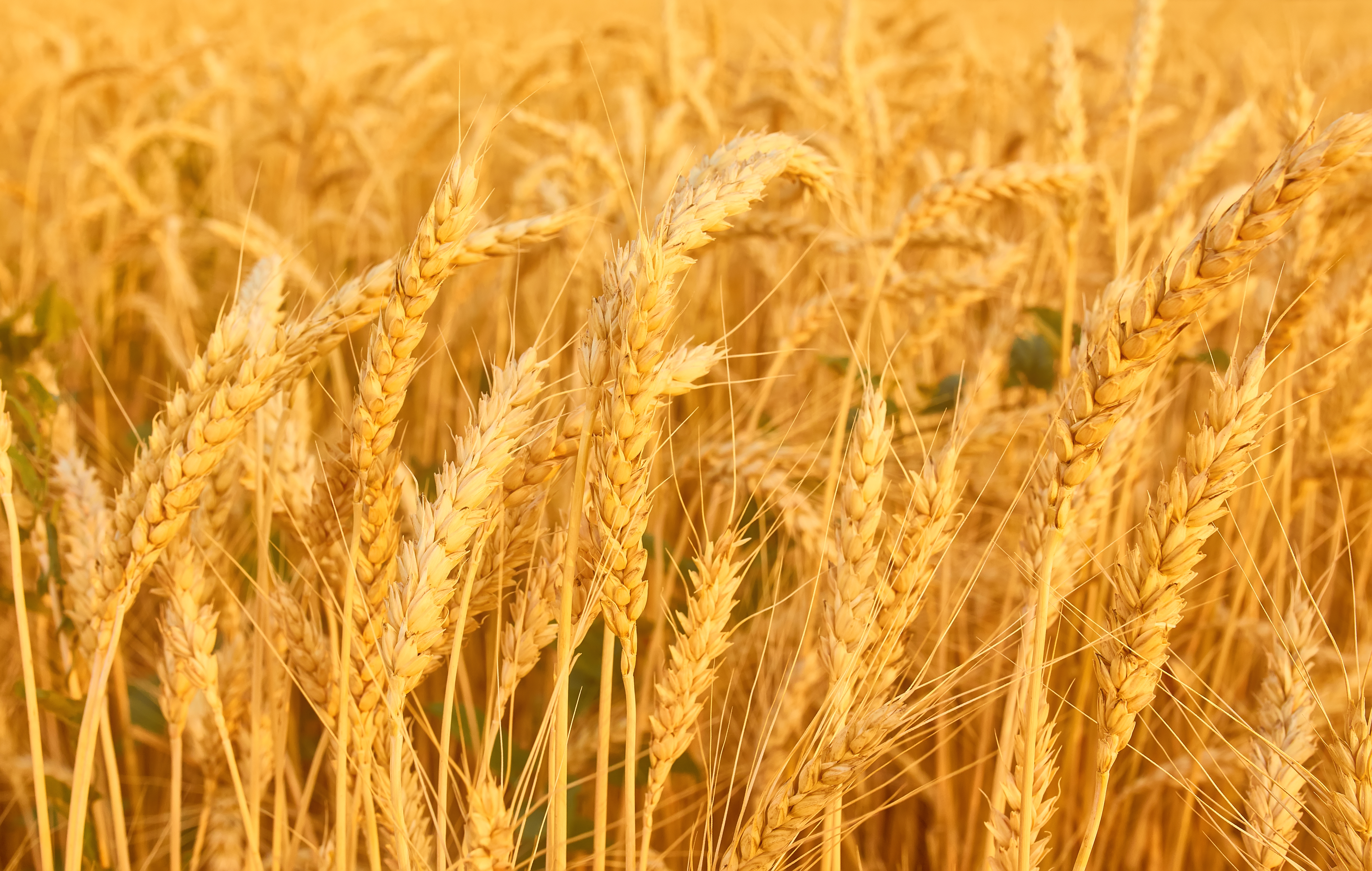 wheat-field-with-spikelets-gold-tones.jpg