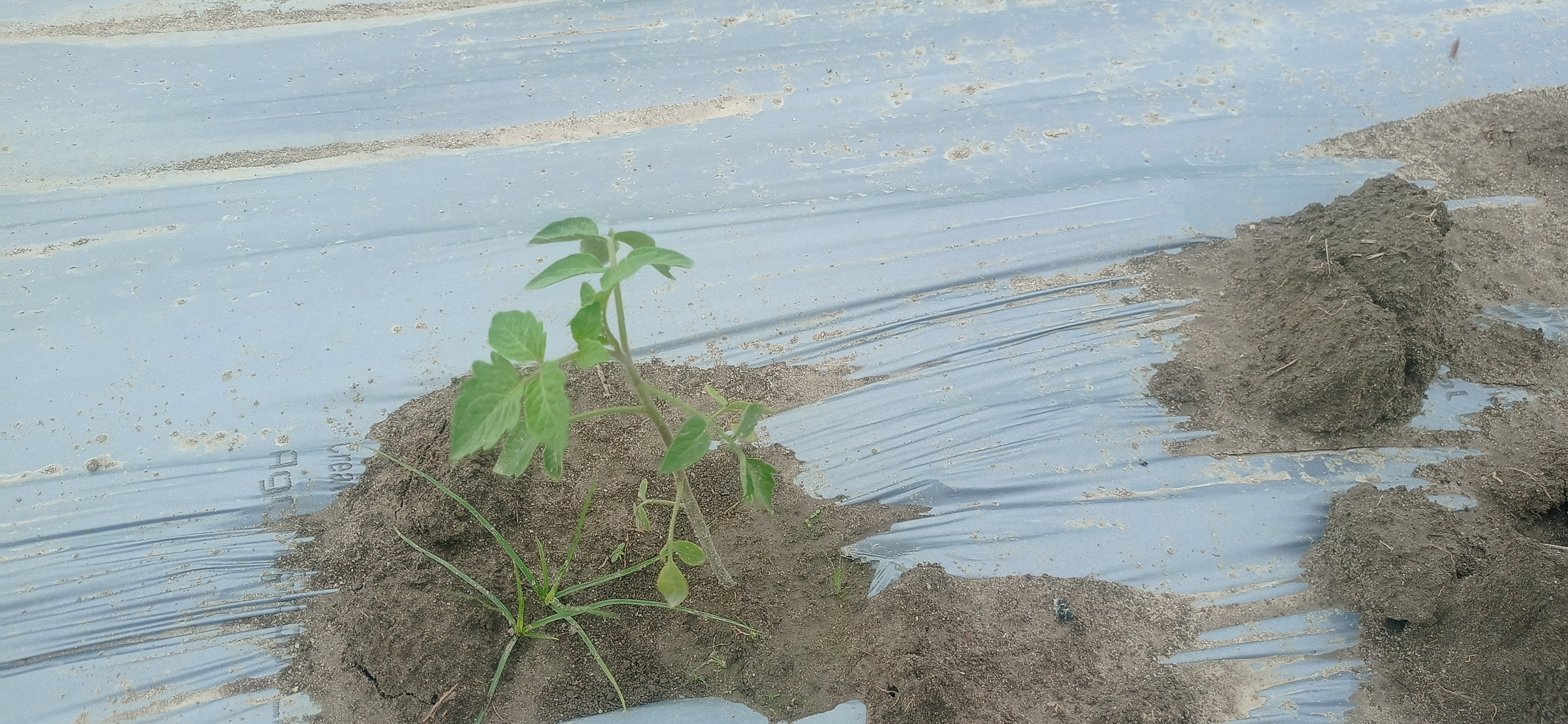 TOMATO TESTI FRUIT (15).jpg