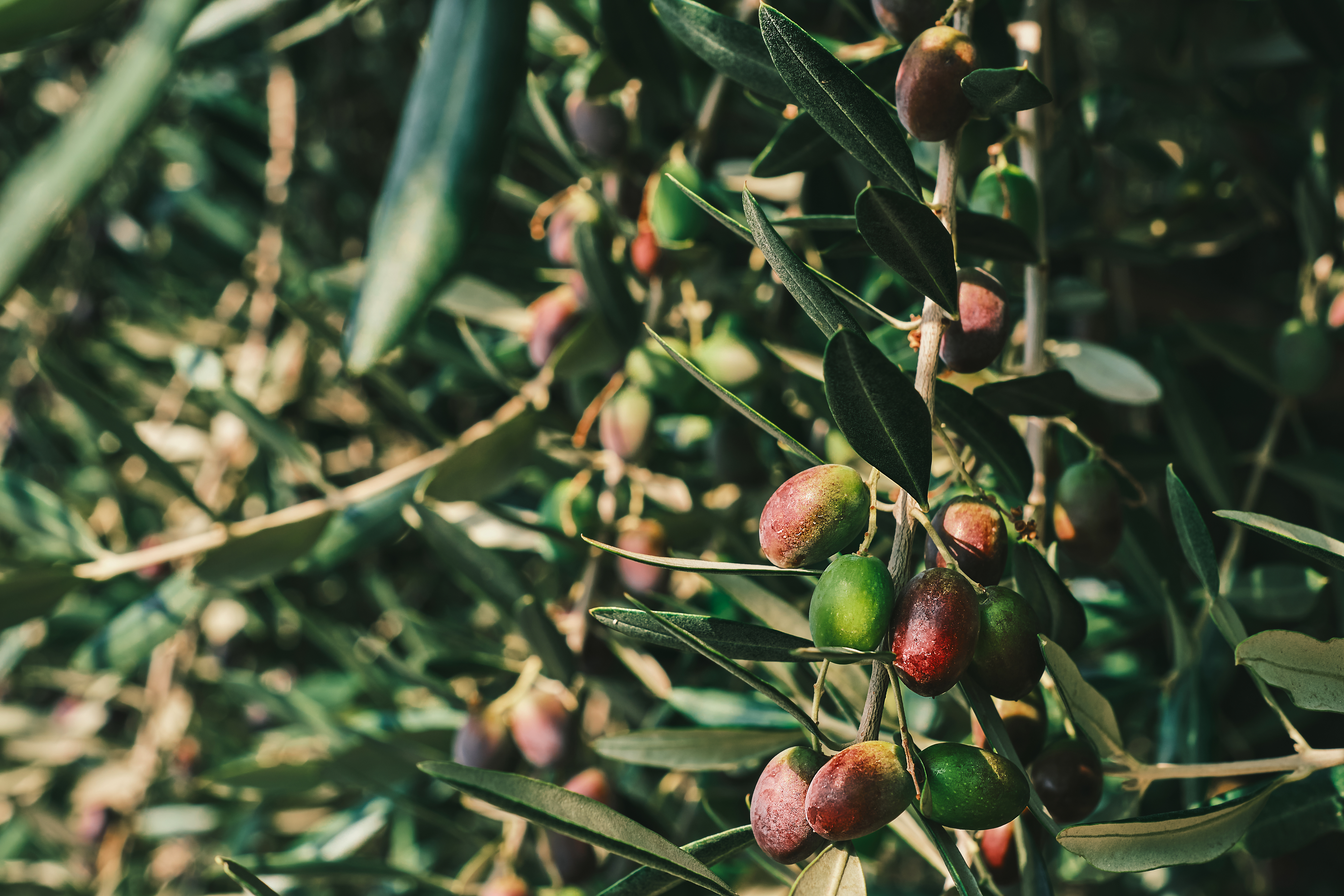 olive-tree-olives-sing-tree-olive-grove-closeup-fruit-idea-background-screensaver-advertising-organic-farm-products.jpg