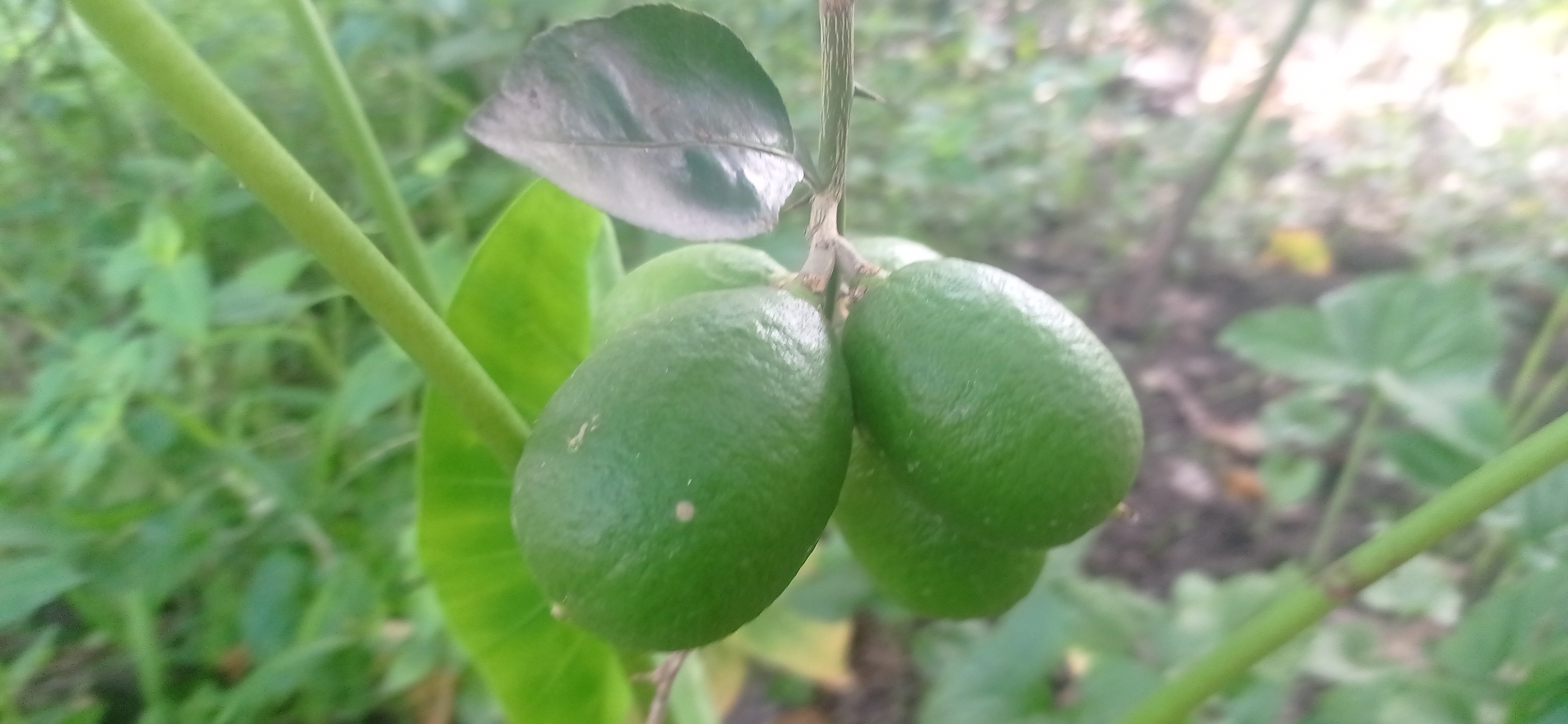labu chas (8).jpg